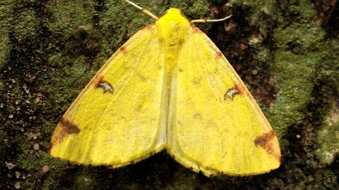 Brimstone Moth