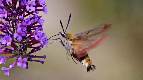 Broad-bordered Bee Hawk-moth