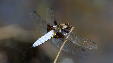 Broad-bodied Chaser