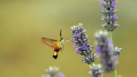 Broad-bordered Bee Hawk-moth