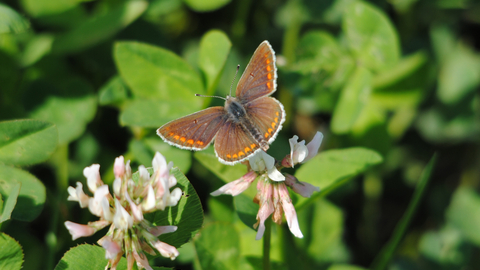 Brown Argus