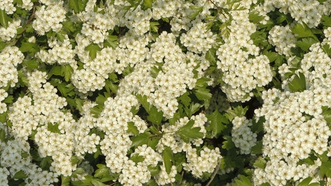 Common Hawthorn