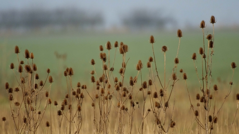 Teasel