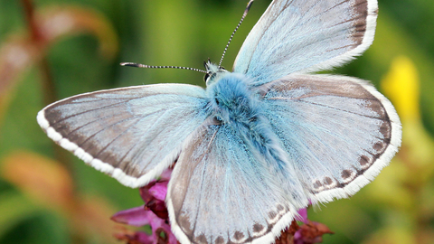 Chalkhill Blue butterfly