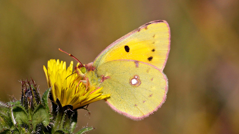 Clouded Yellow Butterfly