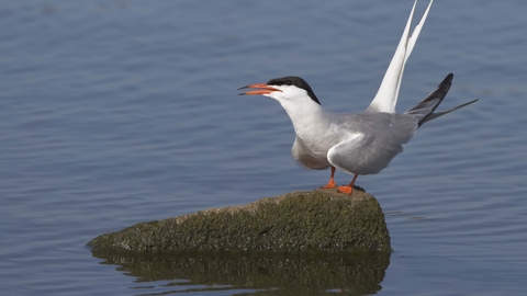 Common Tern