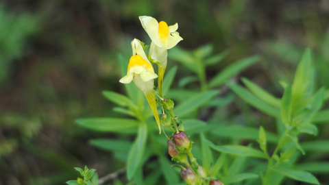 Common Toadflax