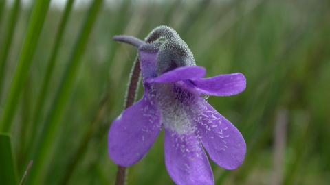 Common Butterwort