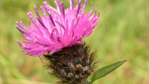 Common Knapweed