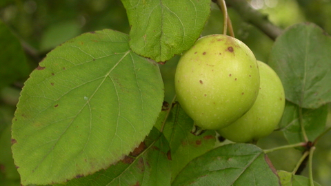 Crab Apple