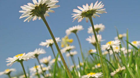 Common Daisy