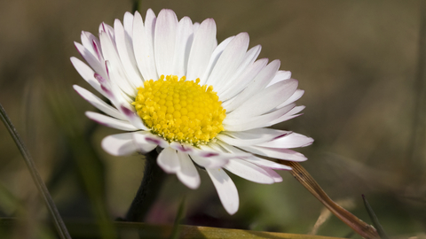 Common Daisy