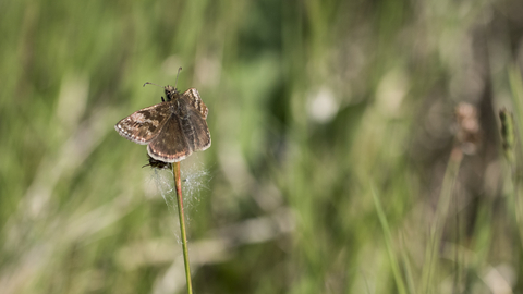 Dingy Skipper butterfly