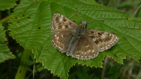 Dingy Skipper butterfly