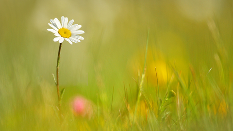 Oxeye Daisy