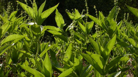 Dog's Mercury