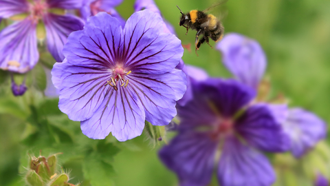 Early Bumblebee