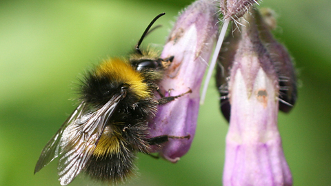 Early Bumblebee