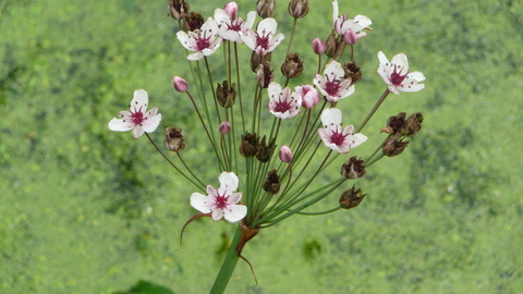 Flowering Rush