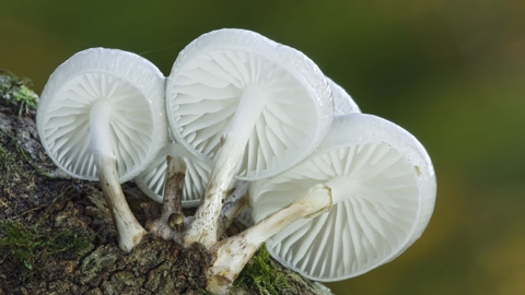 Porcelain Fungus