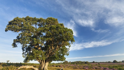 English Oak