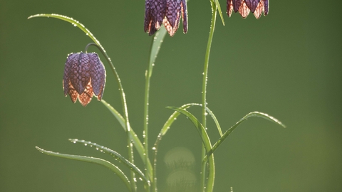 Snake's-head Fritillary