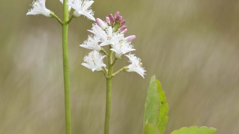 Bogbean