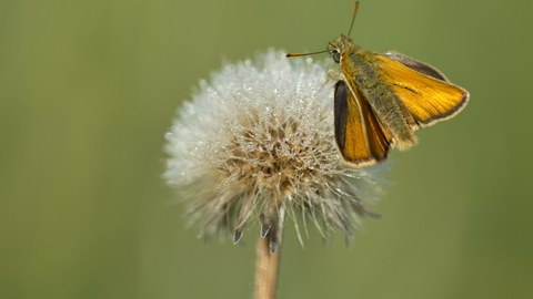 Small Skipper