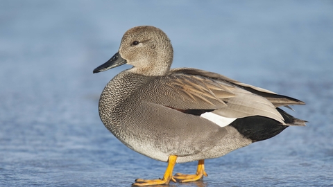 Gadwall