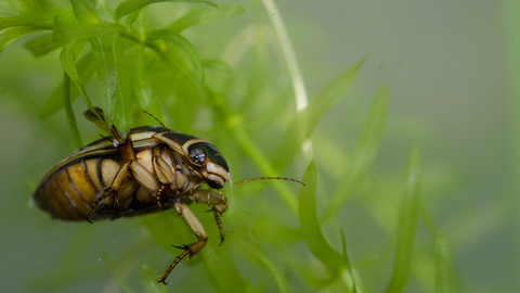 Great Diving Beetle