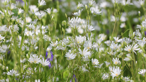 Greater Stitchwort