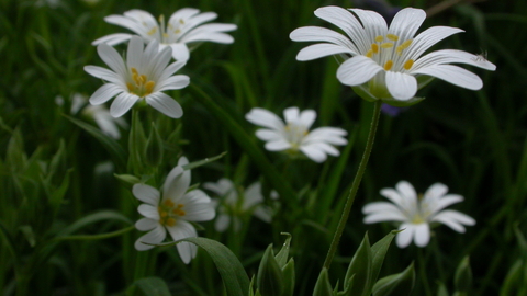 Greater Stitchwort