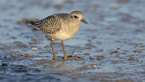 Grey Plover