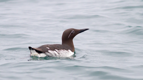 Bridled Common Guillemot