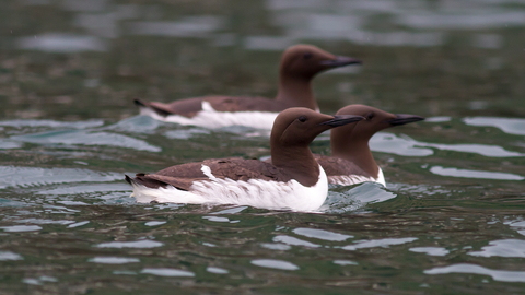 Guillemot