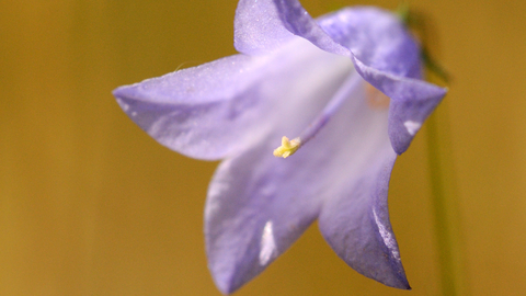 Harebell