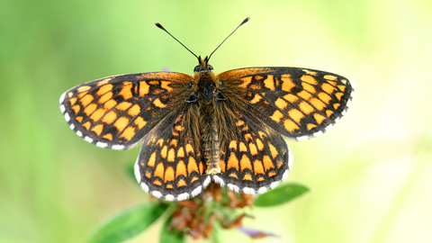 Heath Fritillary butterfly