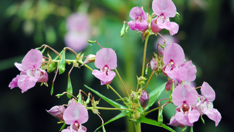 Himalayan Balsam