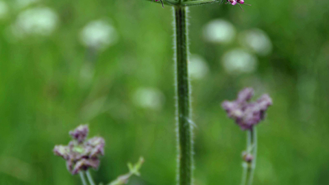 Hogweed | Wild About Gardens