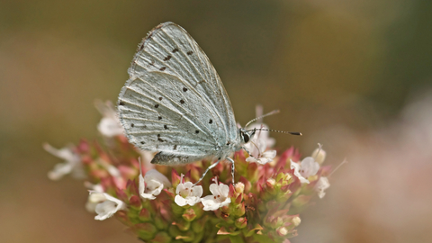 Holly Blue butterfly