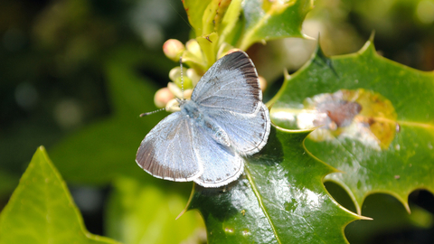 Holly Blue butterfly