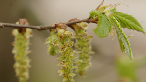 Common Hornbeam