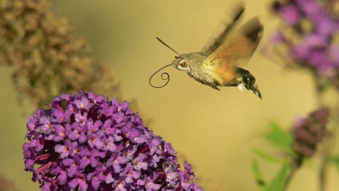 Humming-bird Hawk-moth