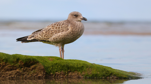 Herring Gull juvenile