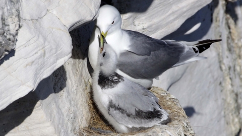 Kittiwake chick at nest