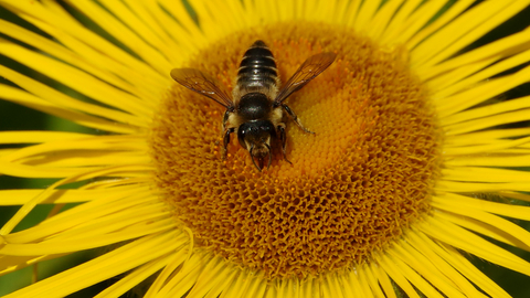 Patchwork Leaf-cutter Bee