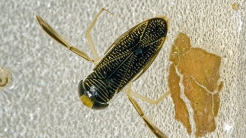 Lesser Water Boatman