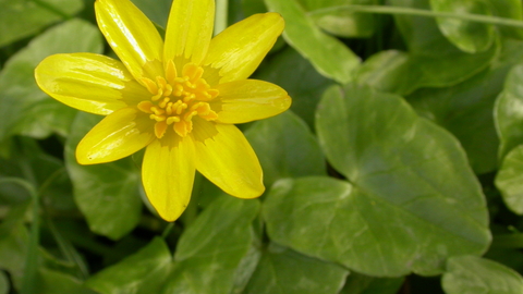 Lesser Celandine