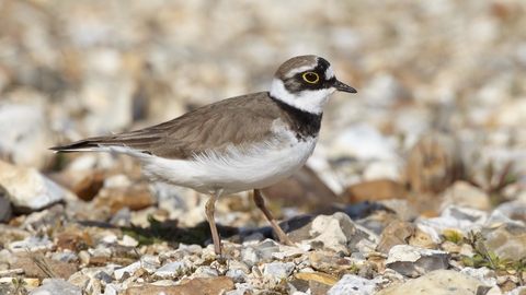 Little Ringed Plover