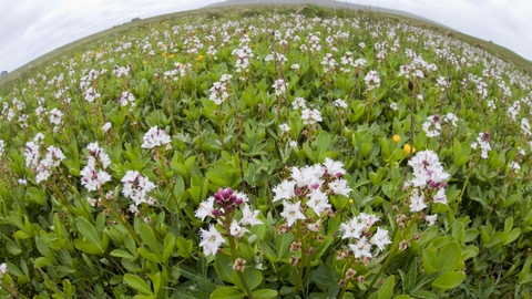 Bogbean